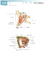 Sobotta Atlas of Human Anatomy  Head,Neck,Upper Limb Volume1 2006, page 365